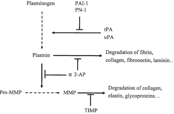 Fig 3. A schematic Proteolytic Cascade