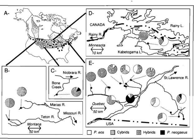 Figure  1.2  Distribution  du  complexe  Phoxinus  eos-neogaeus  en  Amérique  du  Nord
