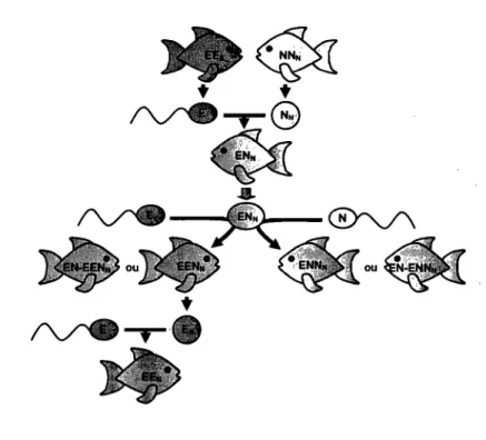 Figure  1.3  Reproduction  dans  le  complexe  gynogénétique  Phoxinus  eos-neogaeus. 