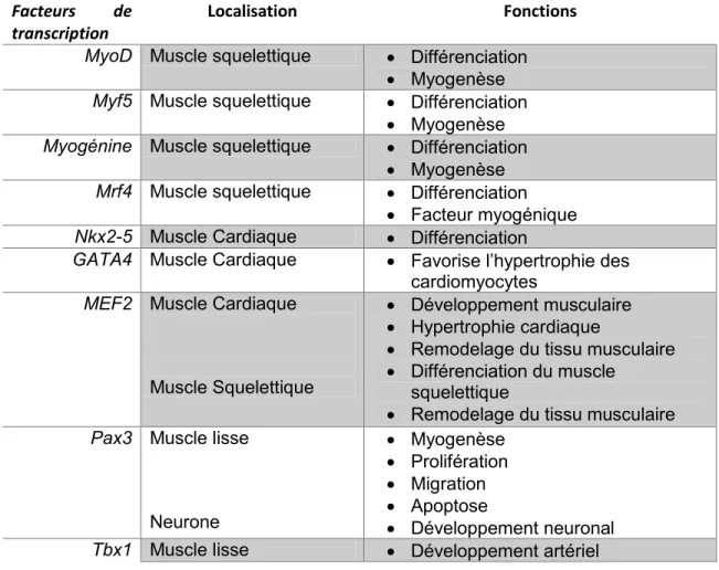 Table  1.  Principaux  facteurs  de  transcription  impliqués  dans  la  différenciation  des  myoblastes étudiés chez l’humain et la souris