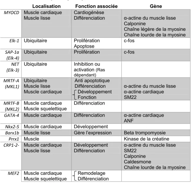 Table 2.  Identification des cofacteurs de SRF, de leur localisation, de la fonction qui  leur est associée ainsi que des gènes qu’ils activent, chez l’humain et la souris