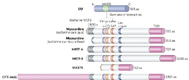 Figure  7.  Présentation  des  membres  de  la  famille  des  MRTF  (myocardin  related  trancription factors)