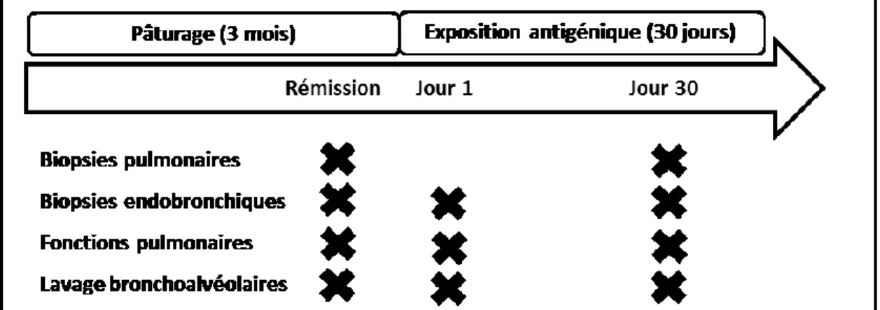 Figure  8.  Schéma  expérimental  de  l’étude  principale  des  expressions  génique  et  protéique