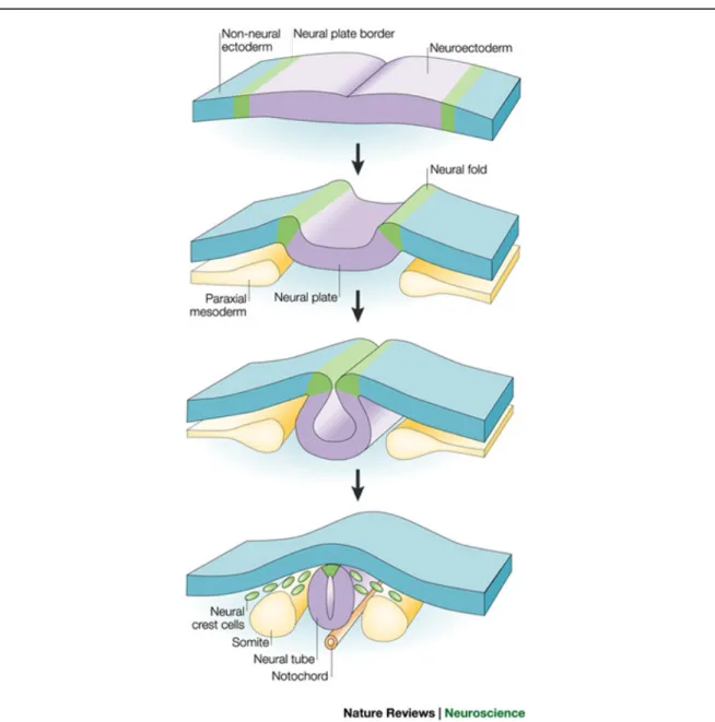 Figure 1 : Neurulation ou formation du tube neural par invagination de l’ectoderme. Tiré de: 