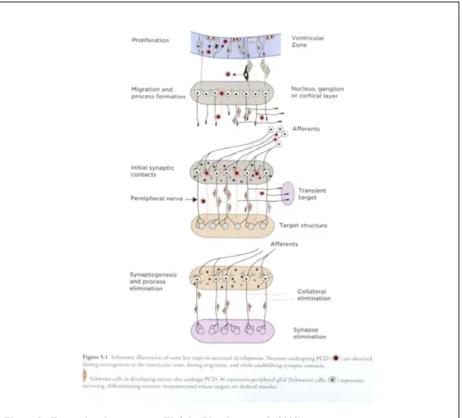 Figure 2 : Formation des synapses. Tiré de: Blumberg et al. (2009) 