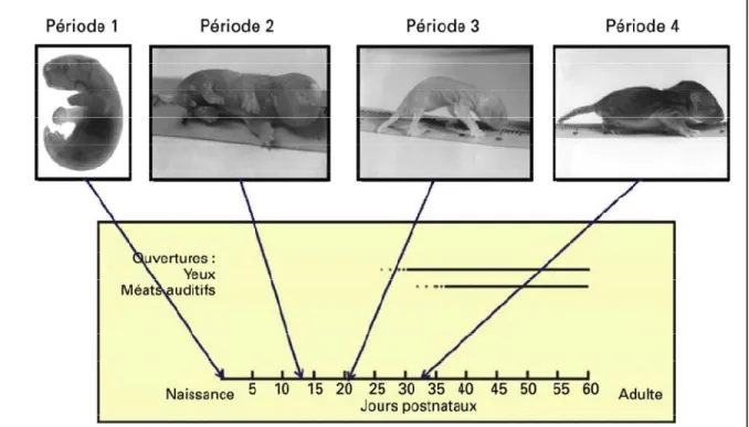 Figure 4 : Développement locomoteur de l’opossum Monodelphis domestica. Quatre périodes générales  correspondant à des tranches d’environ une dizaine de jours peuvent être distinguées selon les critères  d’acquisition du support du poids et de la coordinat