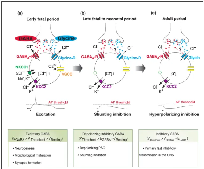 Figure 7 : Changement dans la réponse des motoneurones spinaux au GABA et à la glycine durant  le développement prénatal des rongeurs