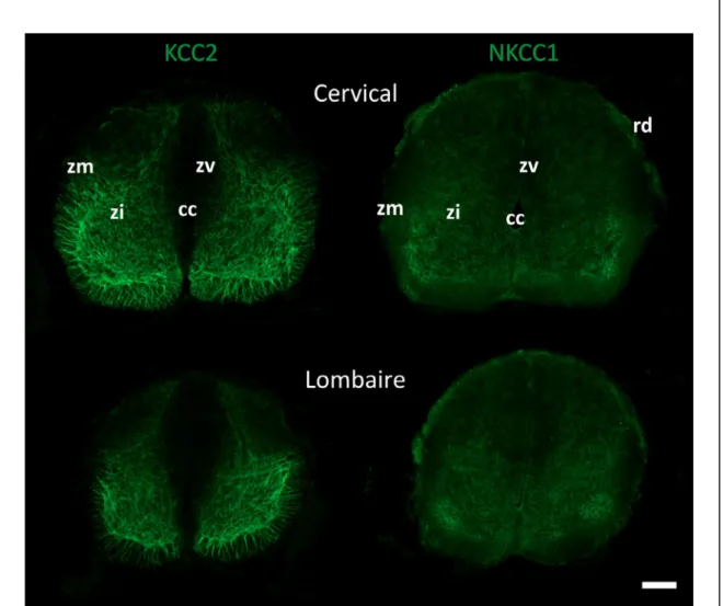 Figure 9 : Expression des KCC2 et NKCC1 dans la moelle épinière d’opossum à la naissance (P0)