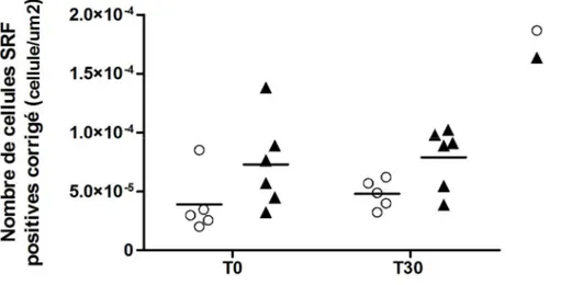 Figure 5. Nombre de cellules exprimant le SRF dans les myocytes bronchiques chez les  chevaux contrôle et ceux atteints de souffle, corrigé selon le périmètre de la membrane  basale au carré 