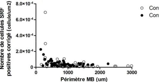 Figure  9. Distribution du nombre de cellules de muscle  lisse  bronchique exprimant le  SRF  chez  les  chevaux  contrôle,  corrigé  selon  le  périmètre  de  la  membrane  basale  au  carré