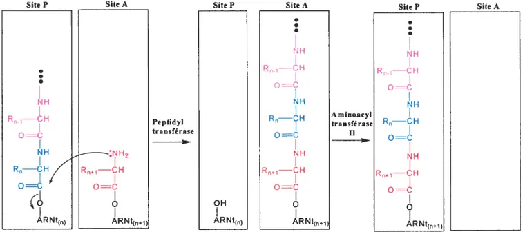 Figure 1.1: Schéma général simplifié de l’élongation de la chaîne peptidique lors de la traduction effectuée dans un ribosome (spécifiquement dans les sites A et P) où on y présente la réaction d’élongation catalysée par la peptidyltransférase et de transi