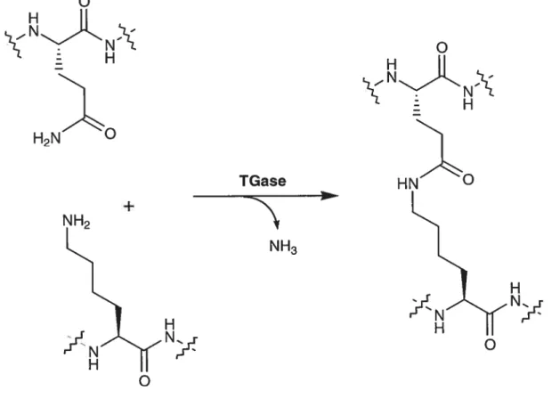 Figure 1.3: Réaction de transamidation catalysée par la TGase, où il y a formation d’un lien isopeptidique entre un résidu glutamine et lysine.