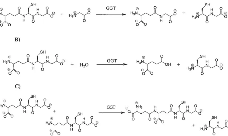 Figure 1.7: Exemples de réactions catalysées par la GGT: A) avec la glycine comme substrat accepteur, B) l’hydrolyse et C) l’autotranspeptidation.