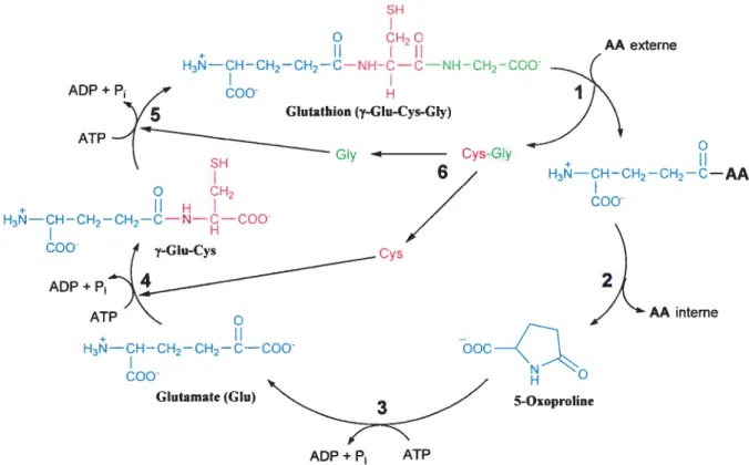 Figure 1.8: Synthèse du glutathion en tant qu’élément du cycle y-glutamyle du métabolisme du glutathion.
