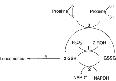 figure 1.9: Rôles du glutathion. Équilibre entre le glutathion réduit et oxydé permettant la détoxification des peroxydes par la glutathion peroxydase (1), la modulation par la thiol transférase de l’équilibre thiol-disulfure protéique (3) et la synthèse d