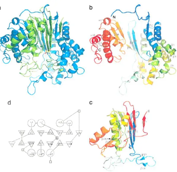 Figure 1.10: Structure cristalline de la GGT bactérienne. (A) Représentation en rubans de l’hétérodimère de la GGT