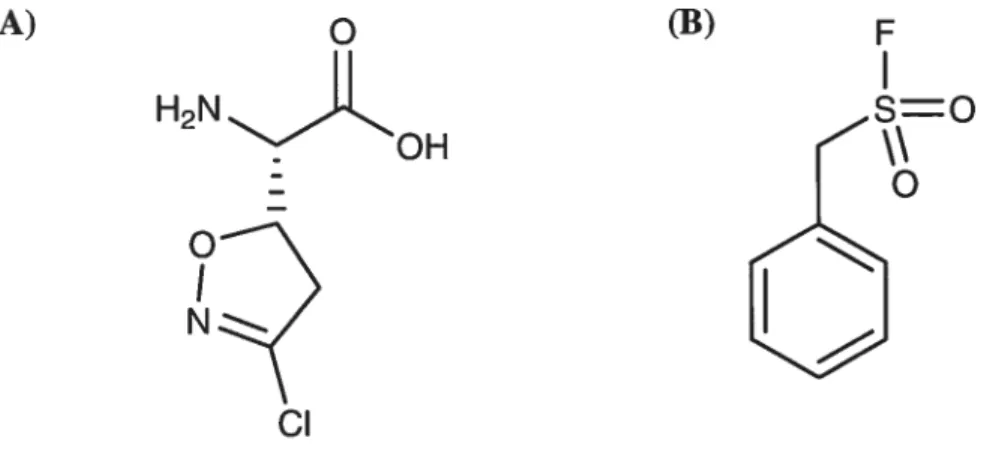 Figure 1.11: Structure chimique de deux inhibiteurs irréversibles de la GGT (A) l’acivicine et (B) la PMSF.