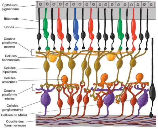Figure 2. Représentation schématique de l’anatomie de la rétine. 