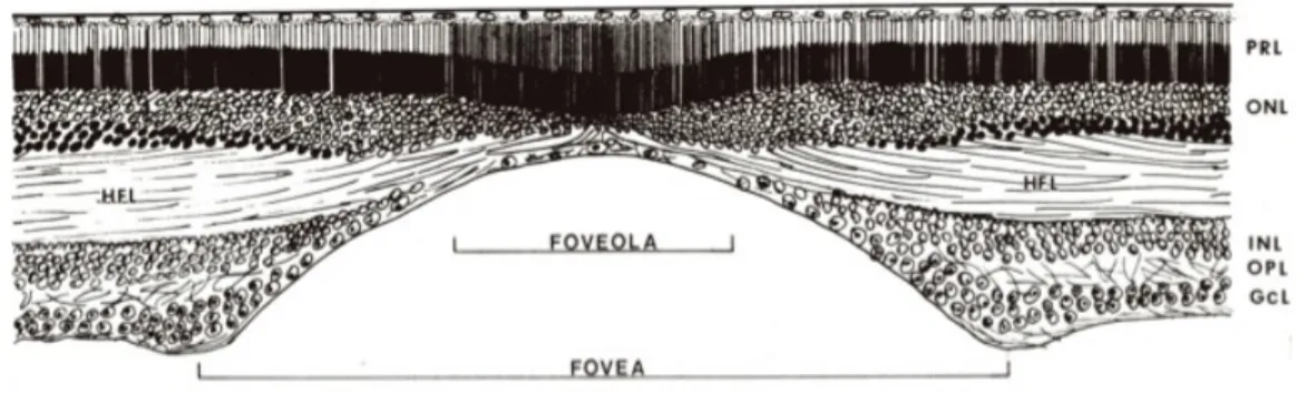 Figure 6. Représentation schématique de la fovéa. 