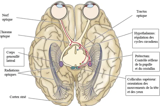 Figure 9. Les 4 voies visuelles principales provenant des cellules  ganglionnaires de la rétine