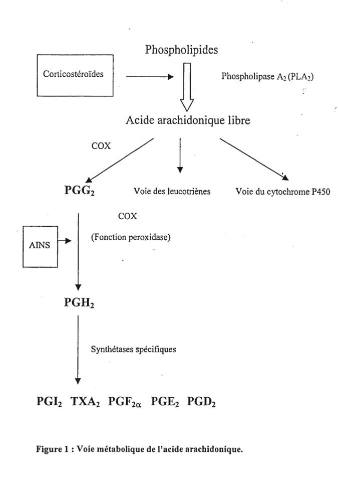 Figure 1: Voie métabolique de l’acide arachidonique.