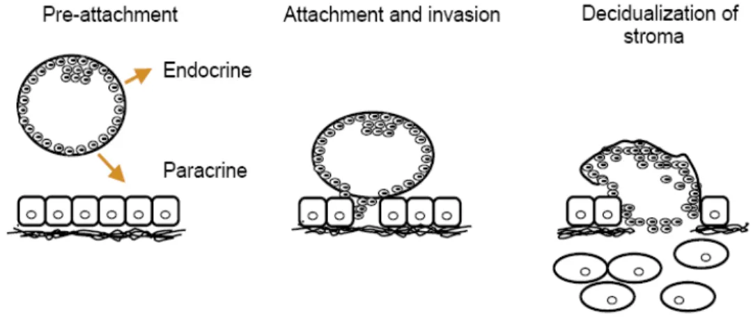 Figure 1.  Cartoon  representing  the  initial  phases  of  murine  implantation.  During  the pre-attachment phase, the embryo uses endocrine and paracrine mediators to  signal its presence to the mother