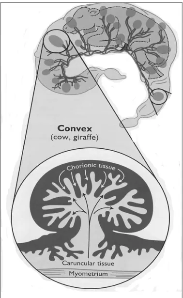 Figure 2.  Diagrammatic  representation  of  the  bovine  placentome.  The  cotyledonary  tissue  is  characterized  by  numerous  “button-like”  structures  distributed across the surface of the chorion