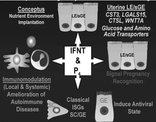 Figure 5.  General  pleiotropic  effects  of  progesterone  (P4)  and  interferon-tau  (IFNT)on  conceptus  development,  pregnancy  and  maternal  well-being  in  mammal’s  pregnancy