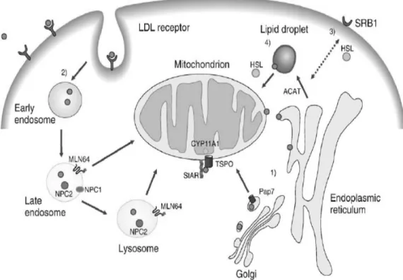 Figure 7. Uptake and transport of cholesterol to the mitochondria for steroidogenesis