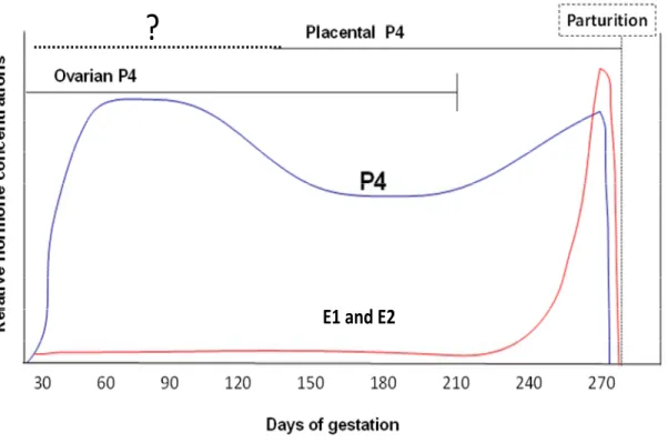 Figure 9.  Estrone  (E1),  estradiol  (E2)  and  progesterone  (P4)  profiles  during  gestation in the cow