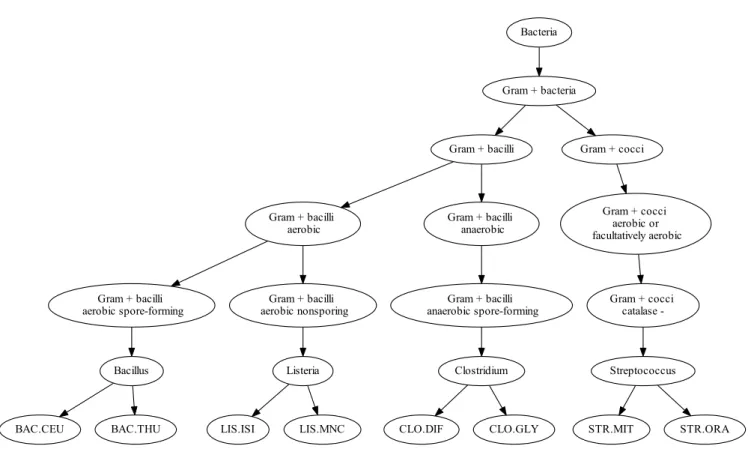 Figure 1: MicroMass hierarchical tree structure (Gram + bacteria). This tree shows the hierarchical organization of the bacterial panel considered in this benchmark, that belong to the Gram + bacteria