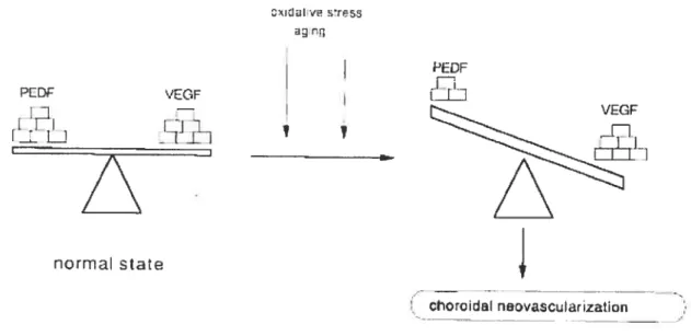 Figure 2. Schéma montrant qu’un équilibre dynamique entre VEGF et PEDF est essentiel pour le comportement des cellules choroïdales endothéliales