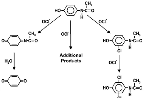 Figure 3 : Différentes voies réactionnelles possibles du paracétamol avec l’ion hypochlorite   (Bedner et Maccrehan, 2006).
