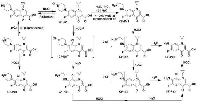 Figure 4 : Mécanisme réactionnel de chloration de la ciprofloxacine proposé par Dodd et al