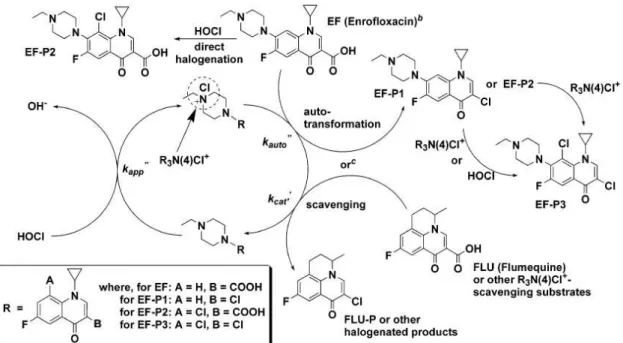 Figure 5  :  Mécanisme réactionnel de la chloration de l’enrofloxacine proposé par Dodd et al., 2005