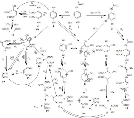 Figure 7 : Mécanisme proposé pour l’ozonation et l’oxydation radicalaire du  paracétamol   (Andreozzi et al., 2003(a)) 