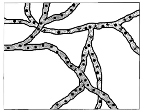 Figure  1.4)  Diagram  showing  anastomosis  of  two  geneticaJ/y  differing  hyphae,  aJ/owing  mixing  and  homogenization of different nuclear types (shapes)  in  the vicinity of the connection