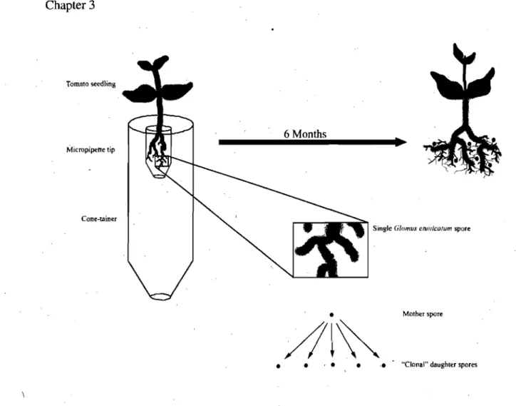 Figure 3.1) Schematic  showing  a single spore pot culture set  up  to produce  numerous daughter spores