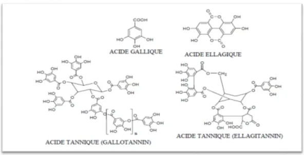 Figure 10 : Structure générale de tanins condensés (Gilbert et Norris, 1968). 