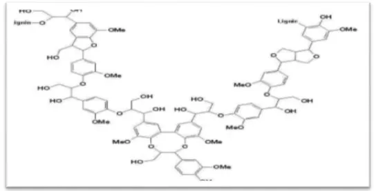 Figure 11 : Structures chimiques de lignine (Scalbert et Williamson, 2000).