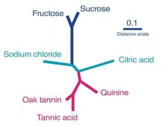 Figure 1. Arbre additif montrant les corrélations des seuils de reconnaissance gustative de différents produits purs (sucres, sel, acide citrique,  quinine et tannins, dont le tannin de chêne) chez un même individu