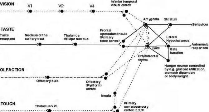 Figure 3. Diagramme schématique des trajectoires, dans l'encéphale d'un primate, des signaux visuels, gustatifs, olfactifs et relatifs au toucher, qui  convergent tous vers le cortex orbitofrontal
