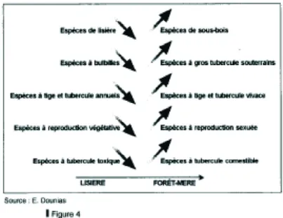 Figure 16.3 Gradient des caractéristiques des ignames sauvages entre la lisière et la forêt-mère Figure 16.4 morphologie différentielle du tubercule des espèces présentes à Kandara