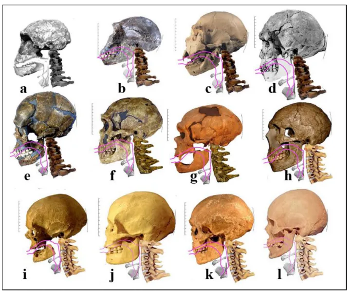 FIGURE 9. — Crânes d’Hommes fossiles auxquels nous avons reconstitué les rachis cervicaux et le conduit vocal