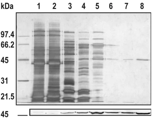 Figure 2    SDS/PAGE and immunoblot analysis of the purification.  