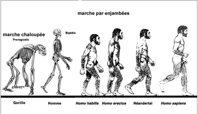 FIGURE 3. — Schéma montrant les différences de posture entre Gorille et Homme moderne et la reconstitution de chaque morphotype