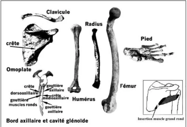 FIGURE 4. — Eléments du squelette de l'Homme de Néandertal montrant que ses activités physiques étaient développées