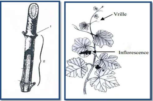 Figure 06 : Morphologie et anatomie d‘un rameau de vigne (Galet P, 200; Hidalgo, 2008)