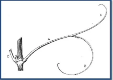Figure 07: Schéma d‘une vrille (Galet, 2000). 