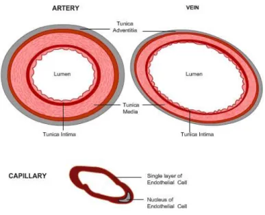 Figure 1.1: A cross section of a normal vessel showing the different layers in human  arteries, veins and capillaries (http://www.vascularconcepts.com) 